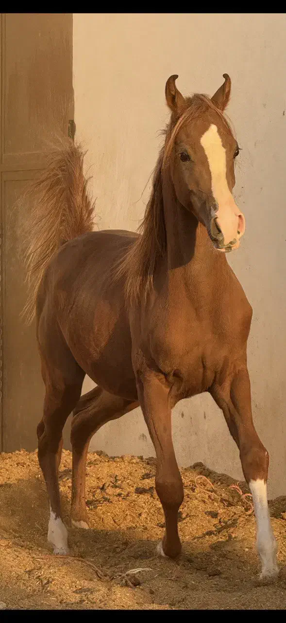 کره اسب عرب اصیل|اسب و تجهیزات اسب‌سواری|اصفهان, جلفا|دیوار