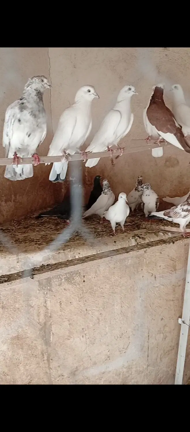 کفتر|پرنده|معصومیه, |دیوار