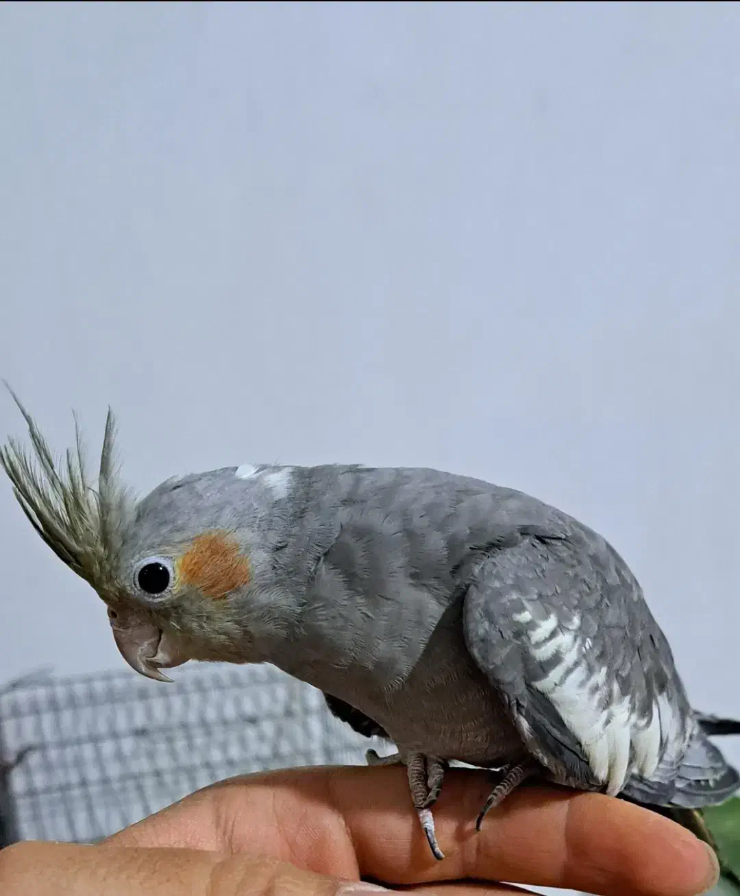 عروس هلندی|پرنده|اهر, |دیوار