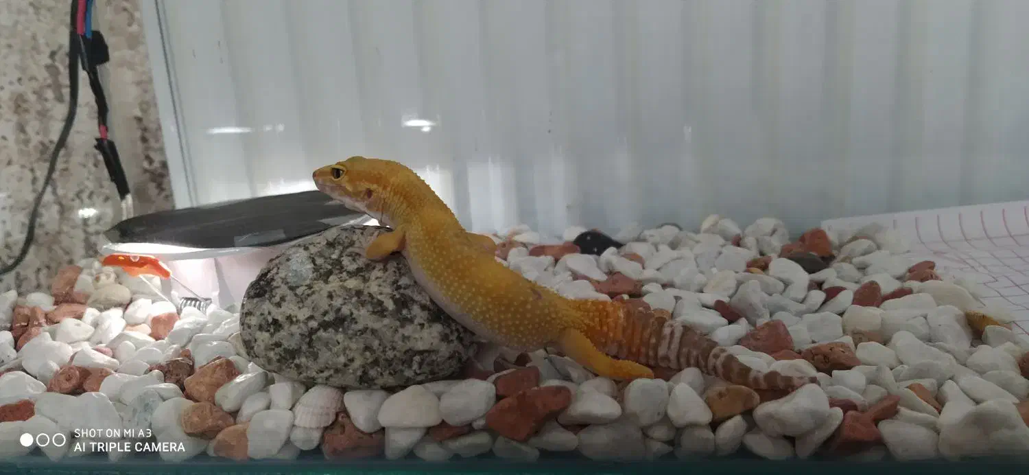 معاوضه کگو ماده با کگو نر|خزنده|کرج, کمال‌شهر|دیوار