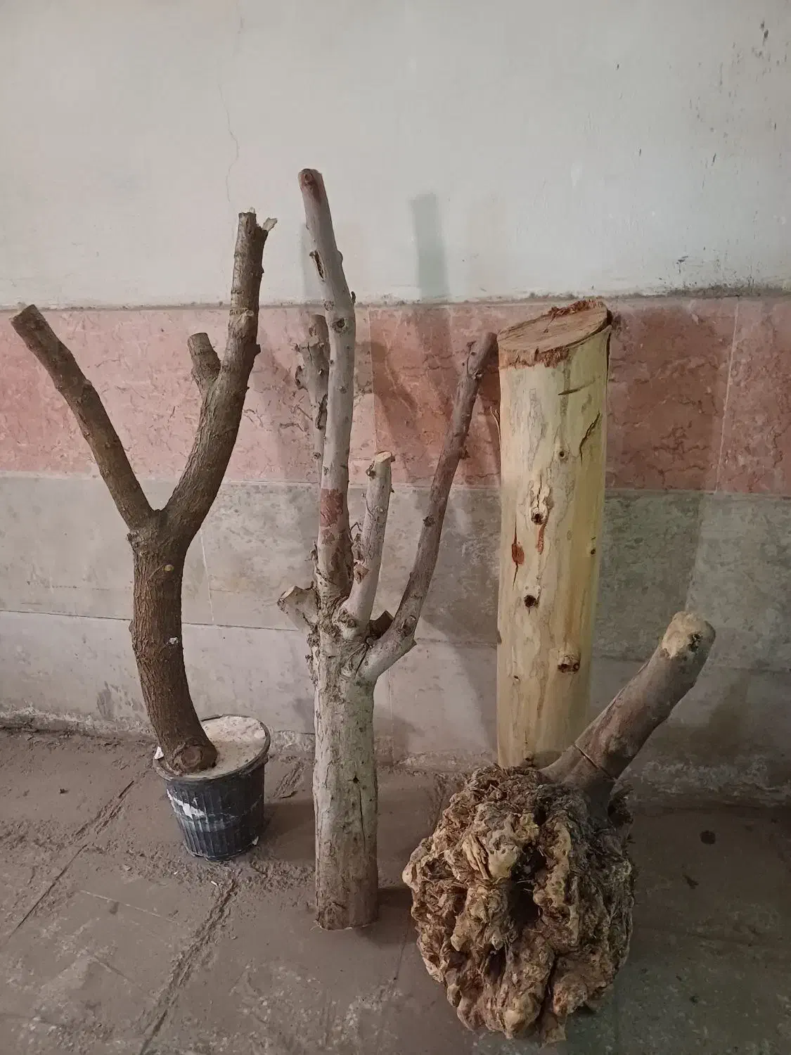 کنده درخت چوب|گل و گیاه طبیعی|قم, عمار یاسر|دیوار