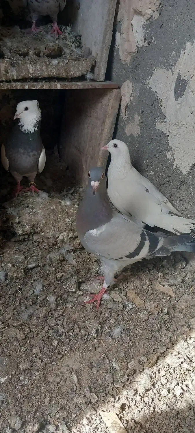 کفتر|پرنده|مشهد, مهدی آباد|دیوار