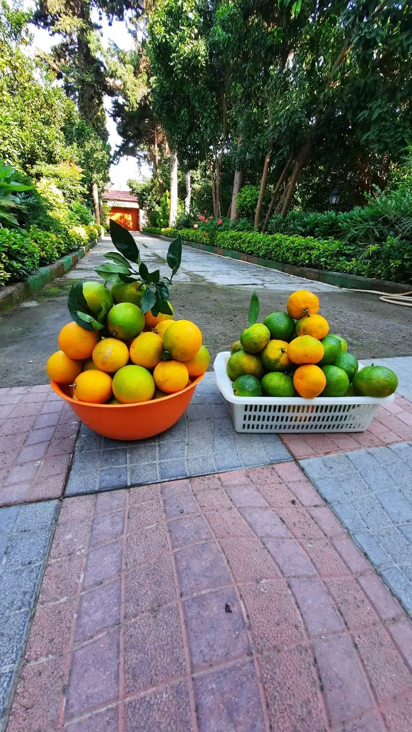 فروش نارنج|عمده‌فروشی|نوشهر, |دیوار