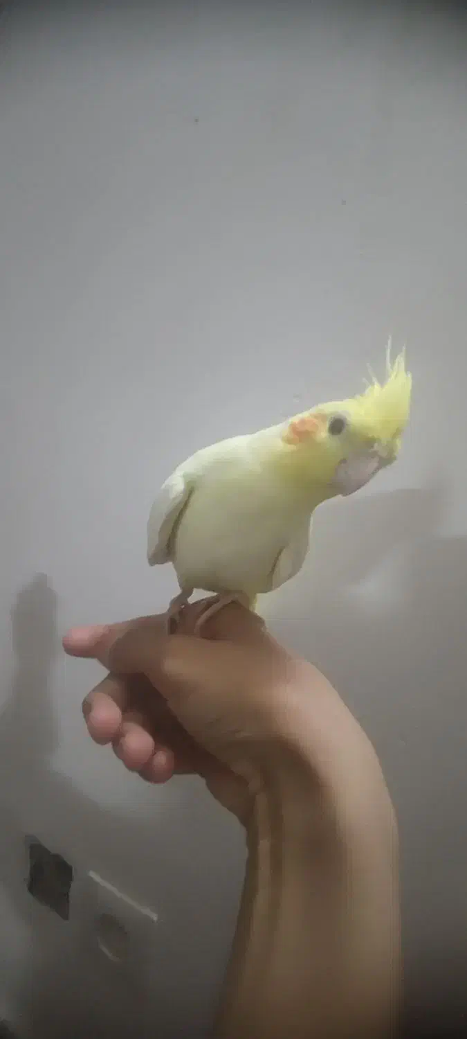 فروش عروس هلندی|پرنده|خوسف, |دیوار