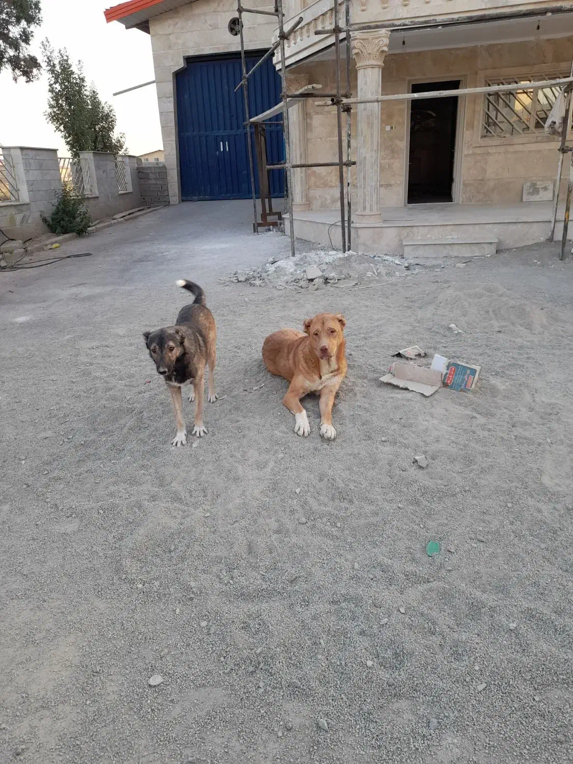 سگ نگهبان گم شده.|حیوانات|نظرآباد, نجم آباد|دیوار