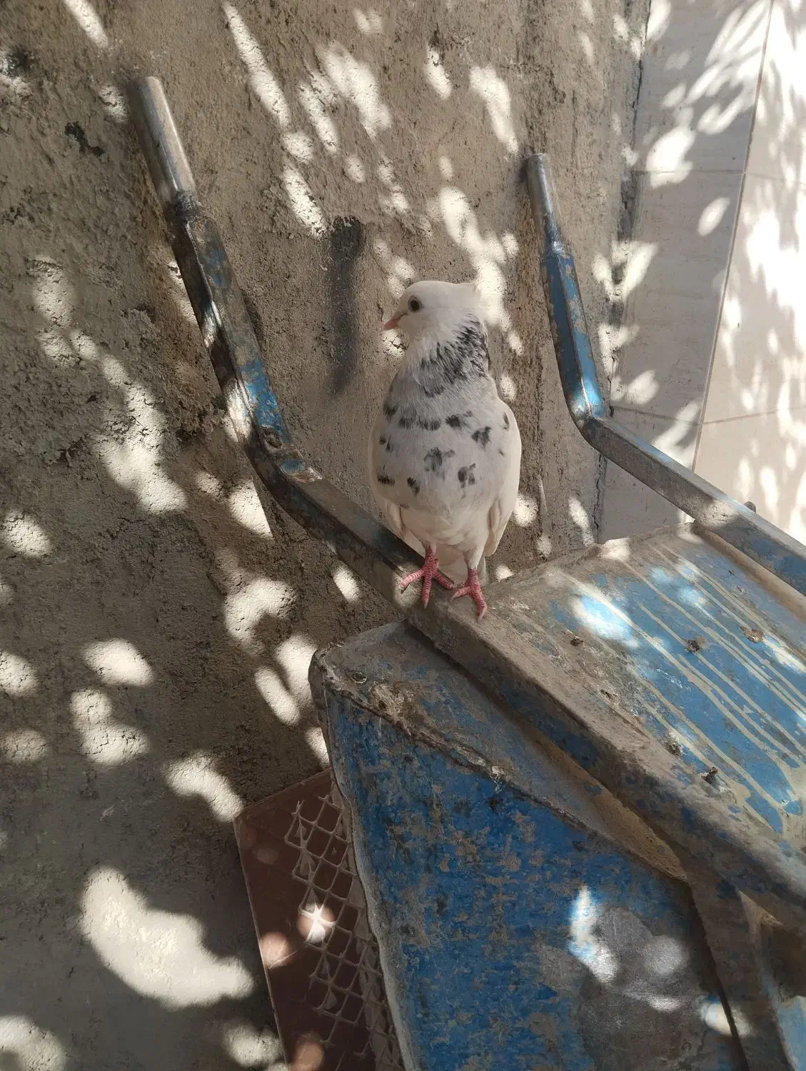 کبوتر طوقی|پرنده|لردگان, |دیوار