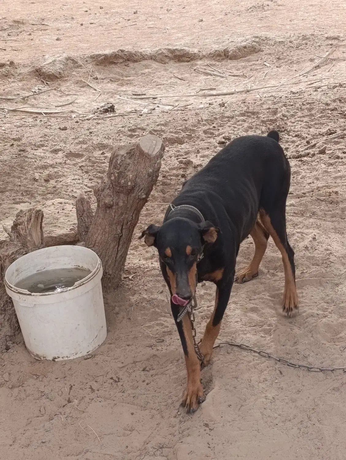 یک ماده دوبرمن فروشی|سگ|ریگان, |دیوار