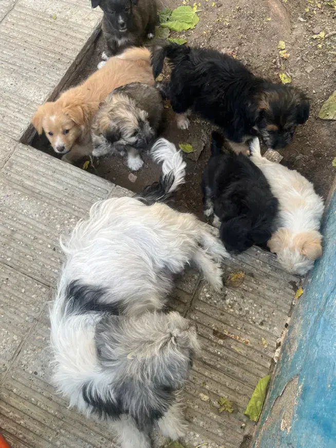 سگ شیتزو|سگ|یزد, |دیوار