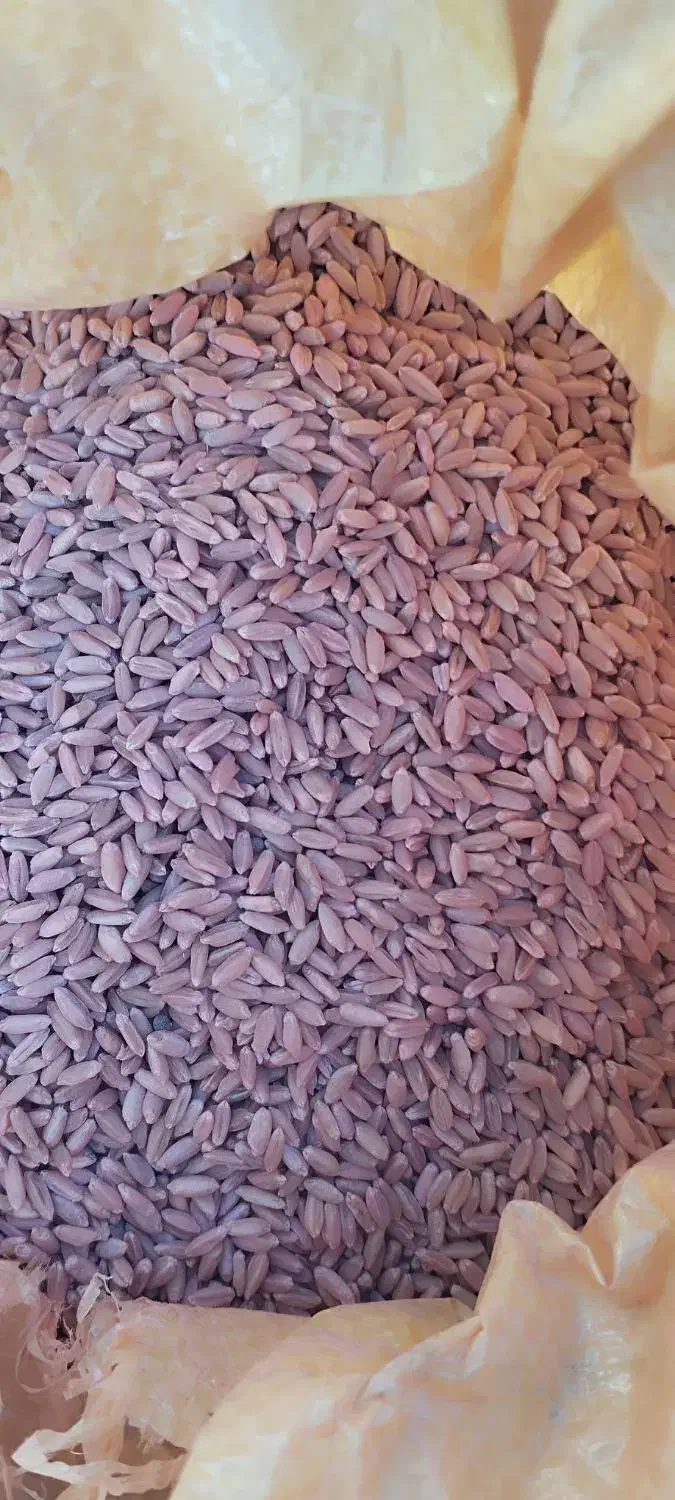 گندم|خدمات باغبانی و درختکاری|اسلام آباد, |دیوار