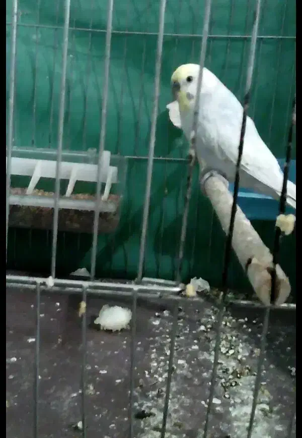 مرغ عشق گمشده|حیوانات|بم, |دیوار