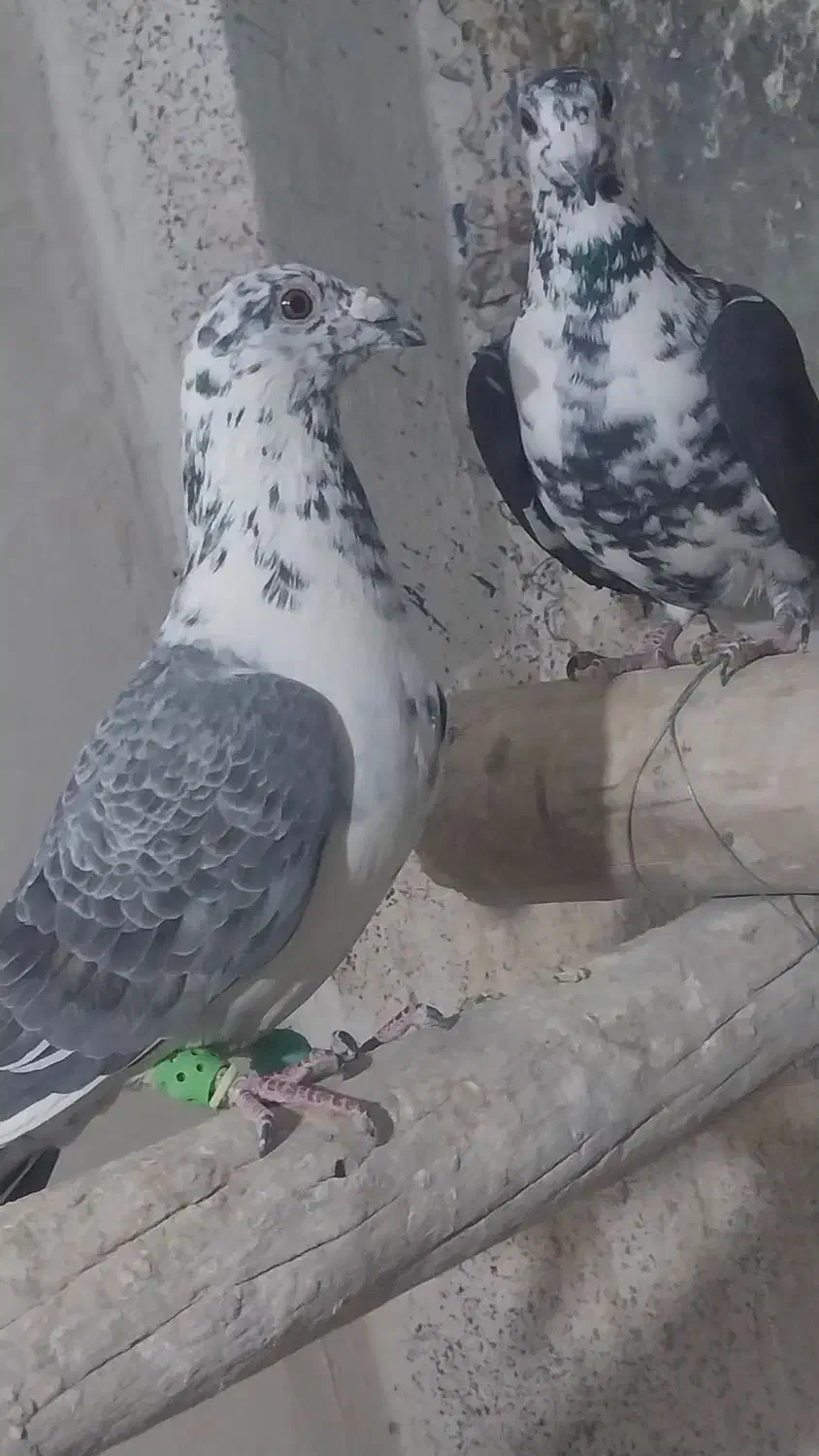 نرو ماده سینه سفید|پرنده|شیراز, کفترک|دیوار