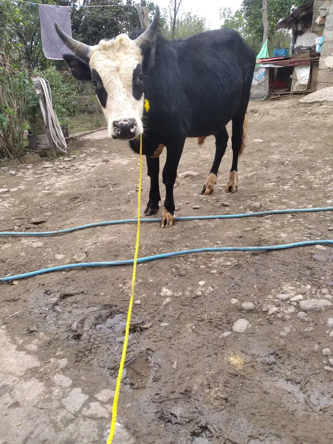 ورزا ماستی خوشکل بشرط|حیوانات مزرعه|سنگر, |دیوار