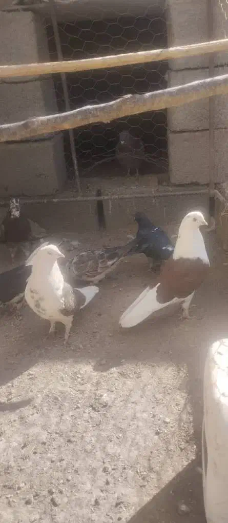 تعدادی کبوتر ...|پرنده|بافت, |دیوار