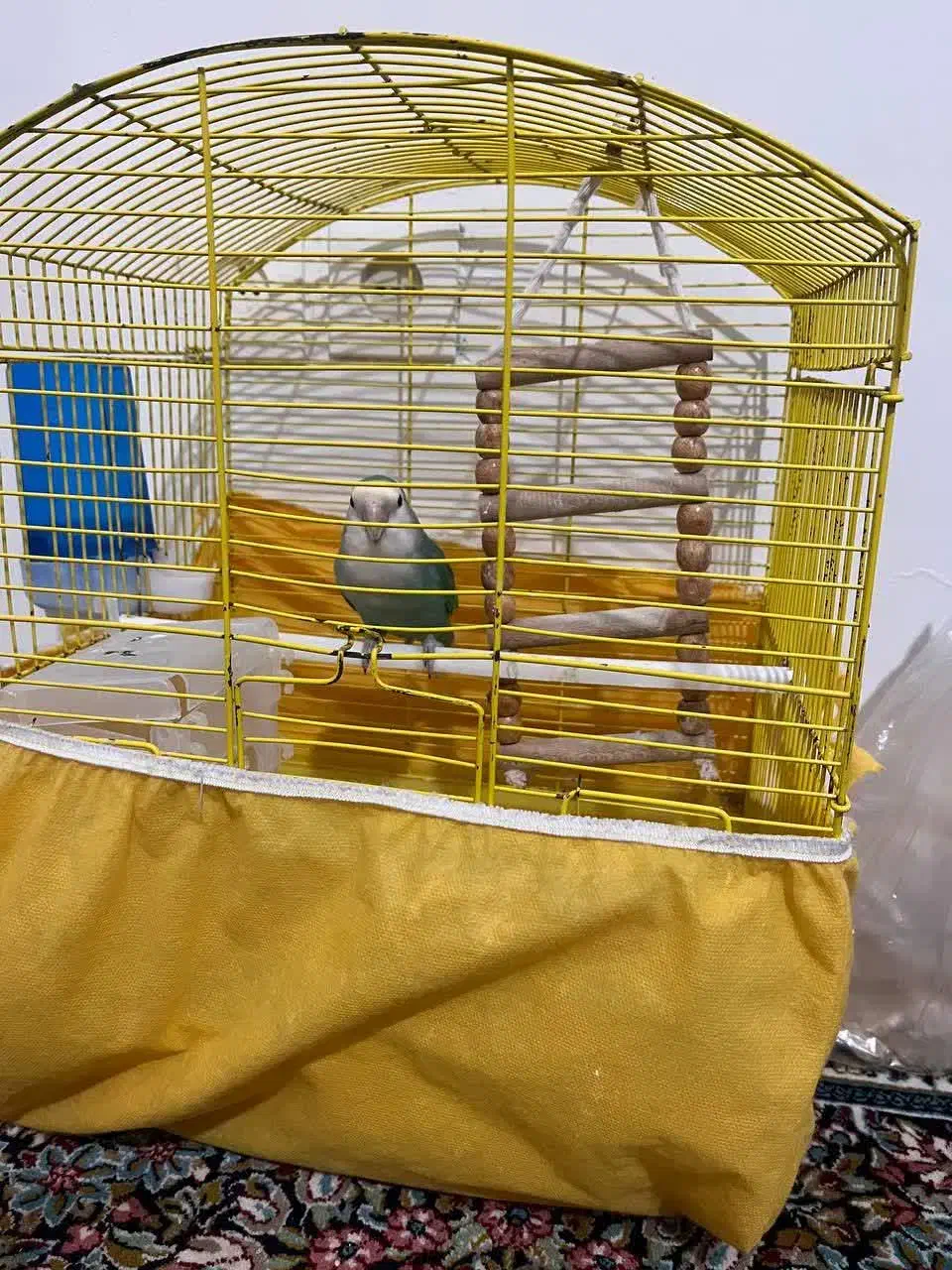 طوطی برزیلی آشتی|پرنده|بندرعباس, |دیوار