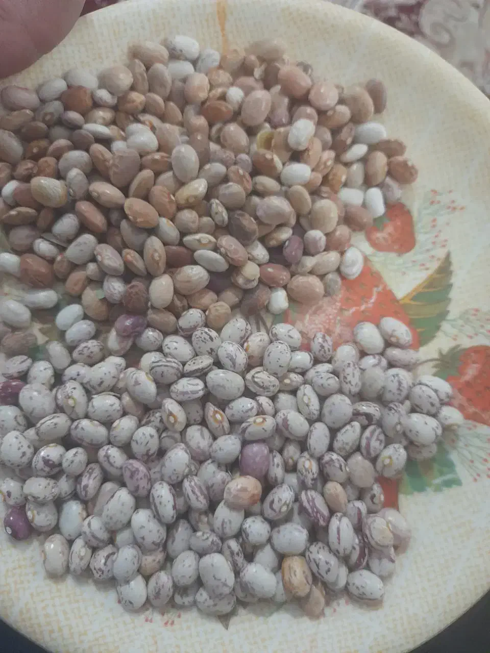 لوبیا چیتی|خوردنی و آشامیدنی|سمیرم, |دیوار