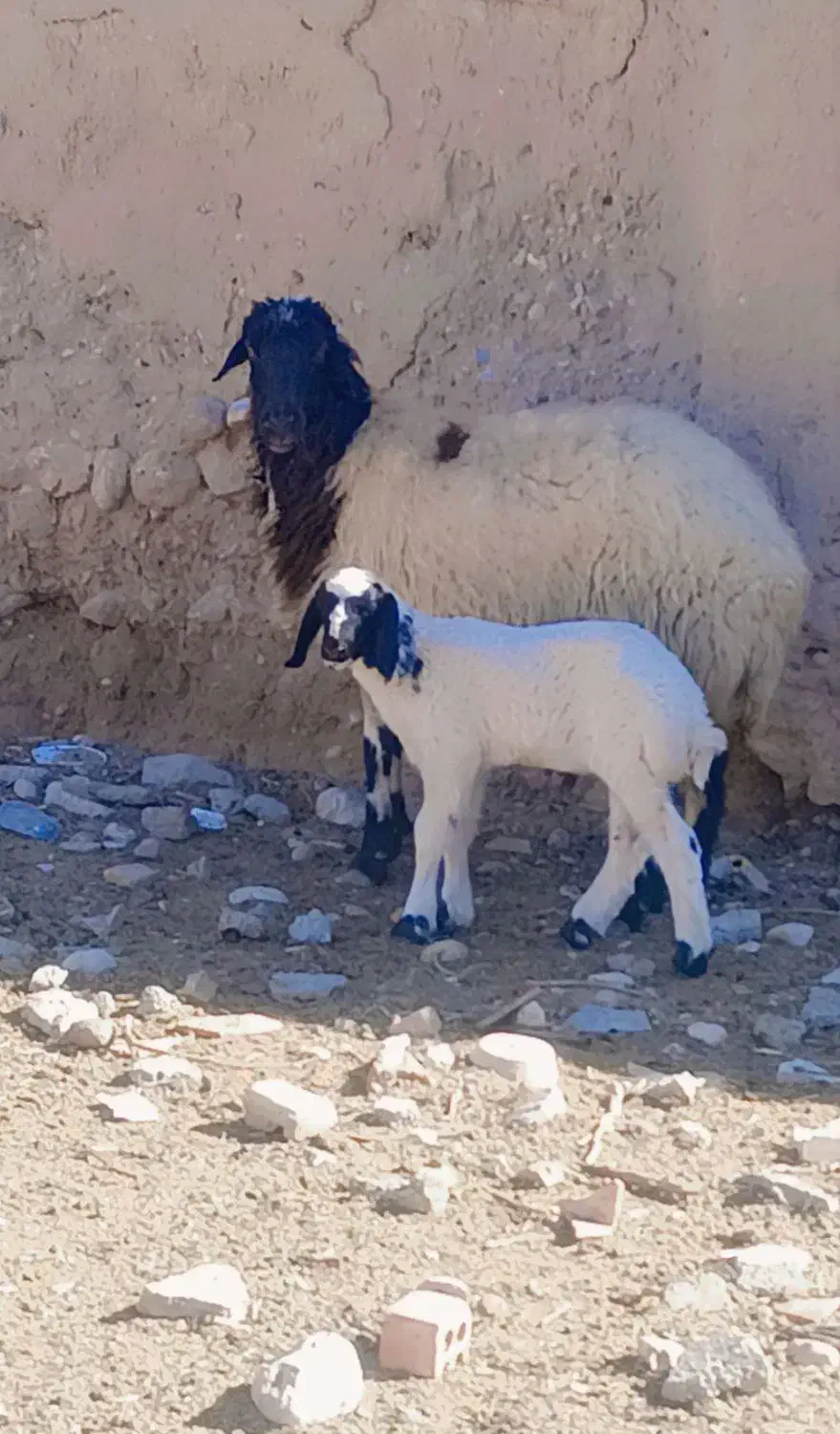میش بره بره نر افشار|حیوانات مزرعه|کرمان, |دیوار