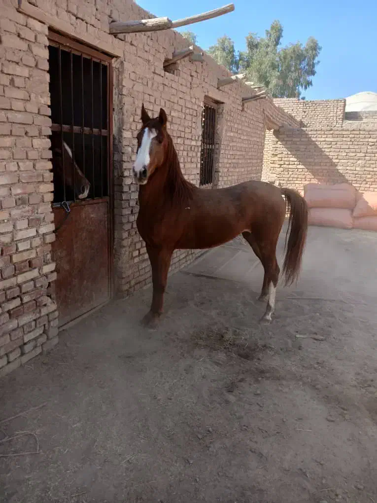 اسب مادیان|اسب و تجهیزات اسبسواری|شیراز, لاله|دیوار