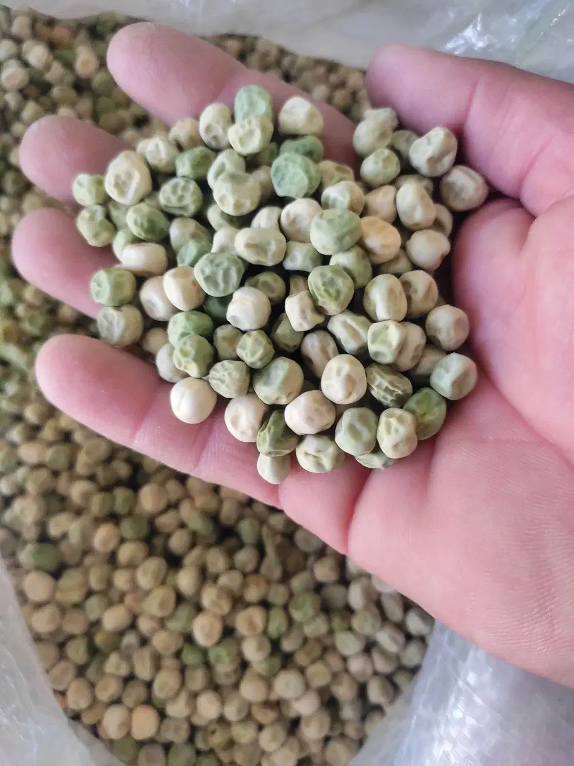 بذر نخود فرنگی دومنظوره|عمدهفروشی|کلاله, |دیوار