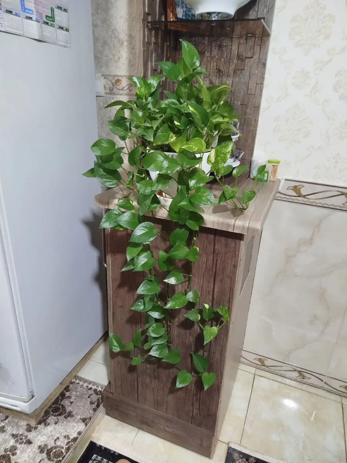 گل پتوس|گل و گیاه طبیعی|سنقر, |دیوار