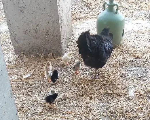 مرغ و جوجه۱روزه|حیوانات مزرعه|فومن, |دیوار