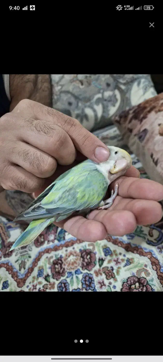 طوطی کوتوله برزیلی رام و دستی|پرنده|بانه, |دیوار