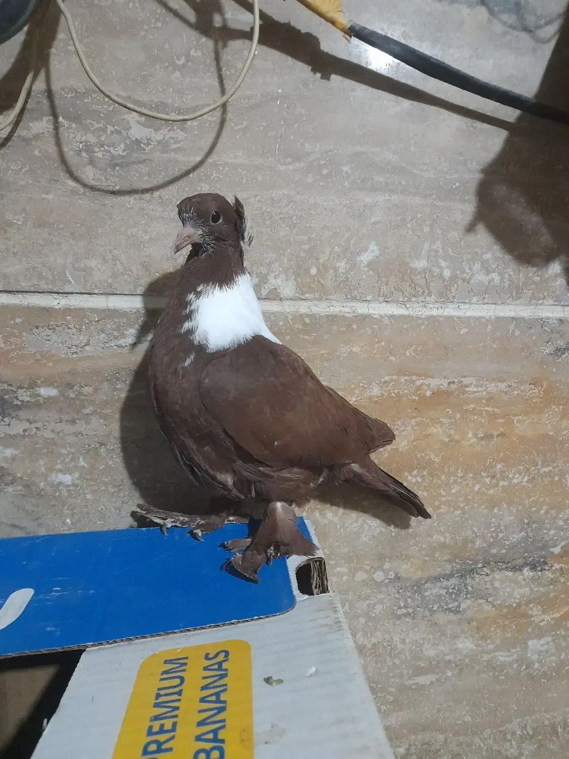 ککیلی|پرنده|اردبیل, |دیوار