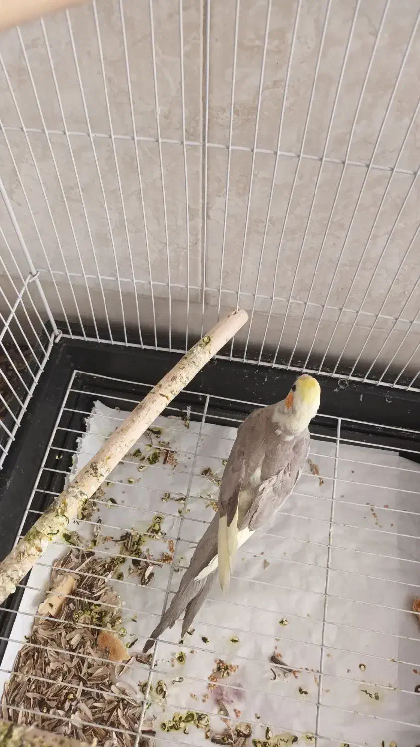 عروس هلندی از نژاد سخنگو|پرنده|قم, چهار مردان|دیوار