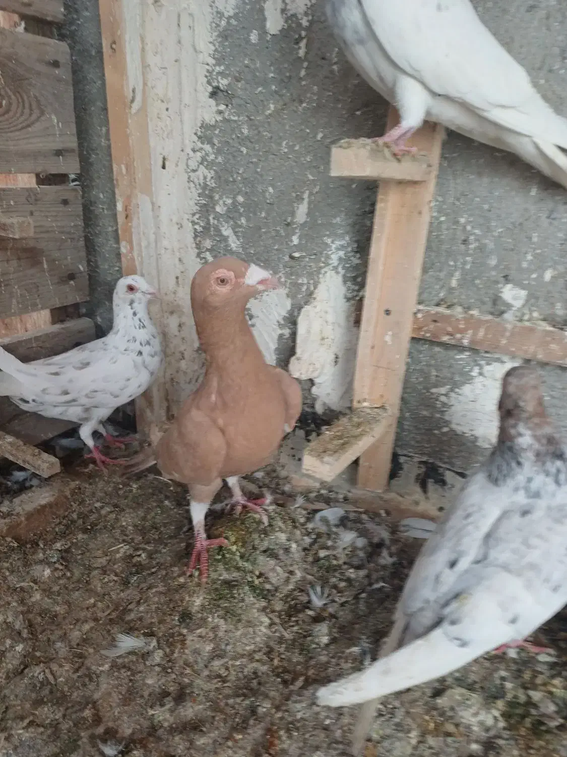 کبوتر ماده|پرنده|بجنورد, |دیوار