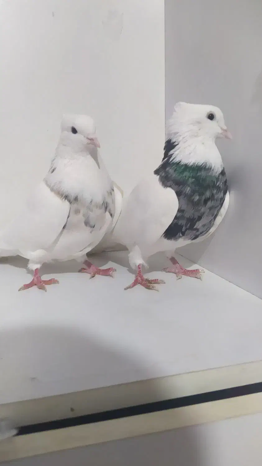 طوقی جفت الماسی اجری|پرنده|رباط‌کریم, رباط‌کریم|دیوار