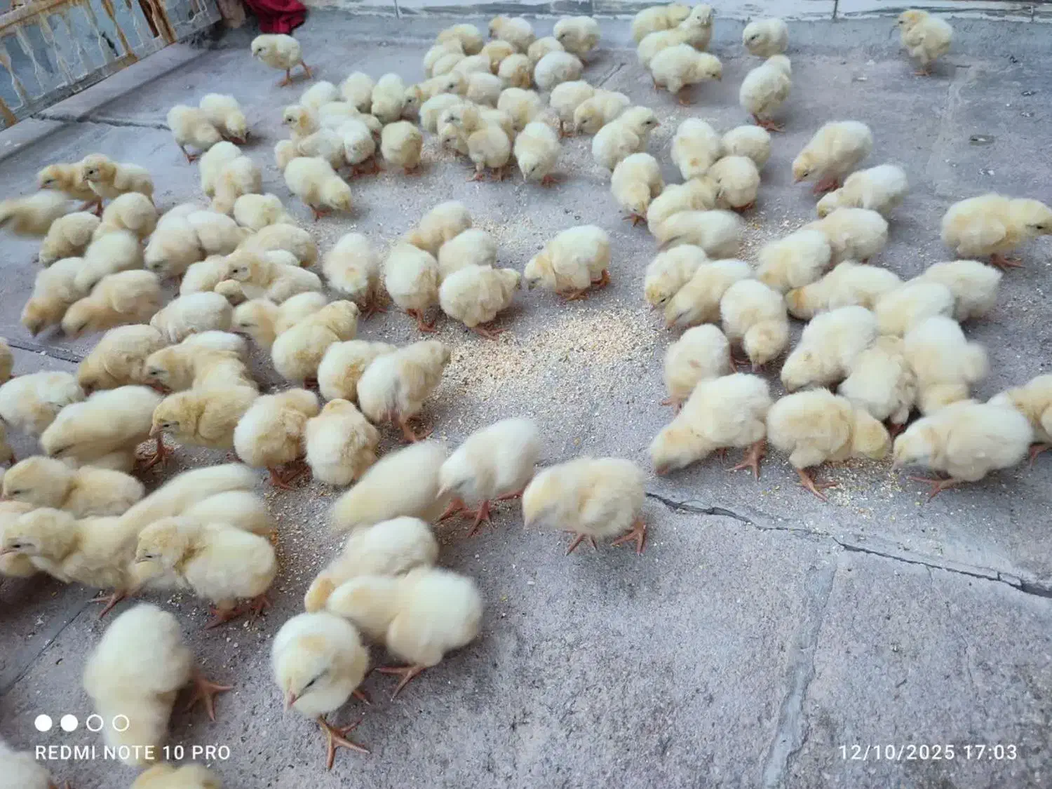 جوجه گوشتی راس 308|حیوانات مزرعه|اردکان, |دیوار