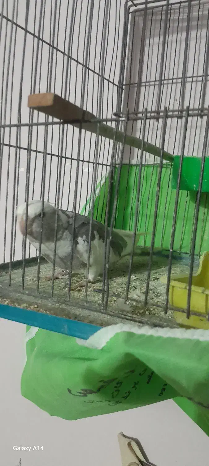 یک عددعروس هلندی با یه جفت مرغ عشق سالم سرحال|پرنده|خمینی‌شهر, |دیوار