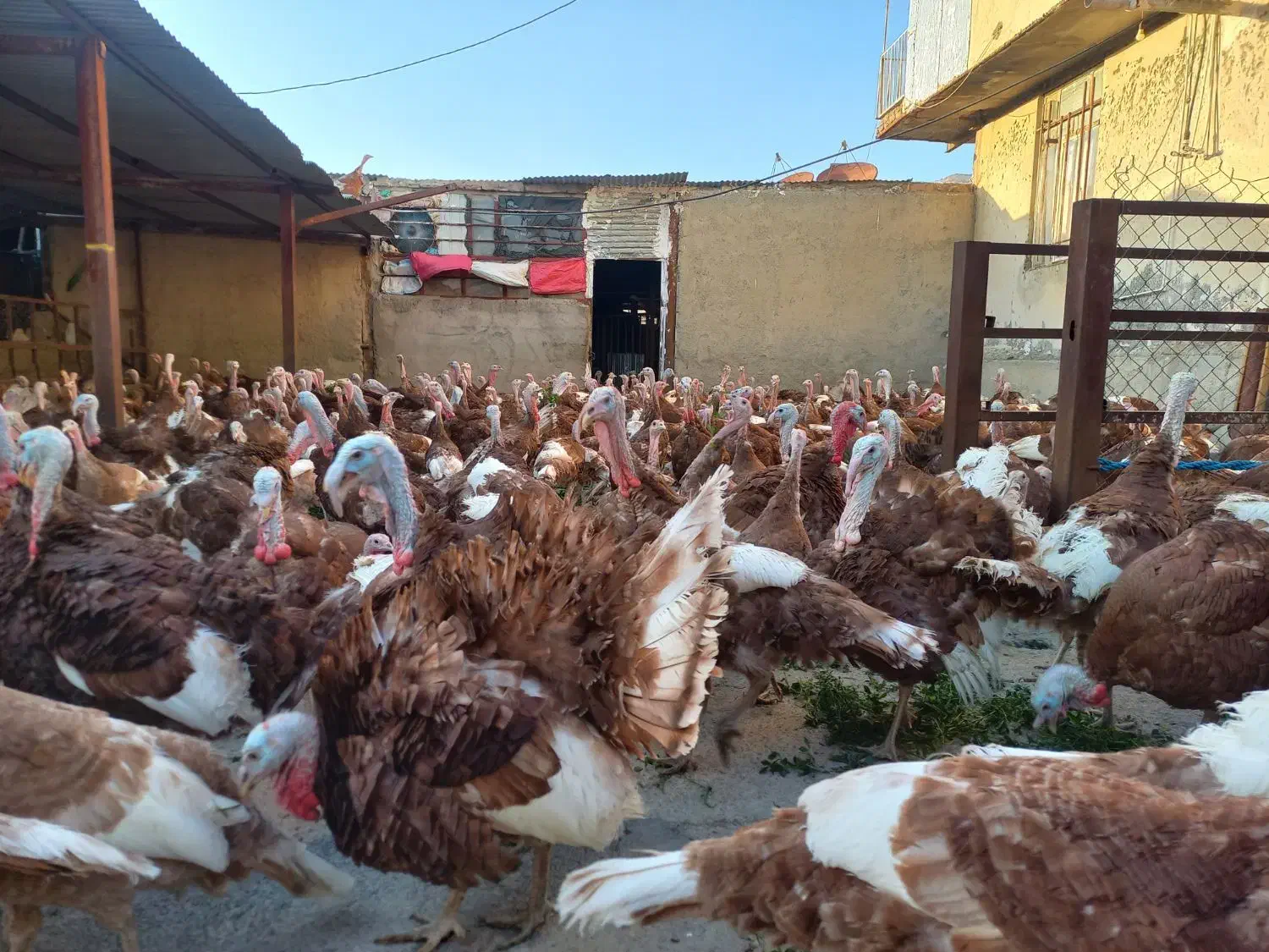 بوقلمون بوربون|حیوانات مزرعه|روانسر, |دیوار