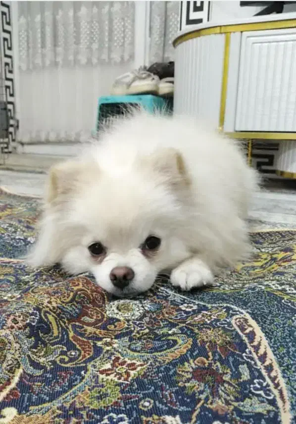 سگ نر پامر برا جفت|سگ|کرمان, |دیوار