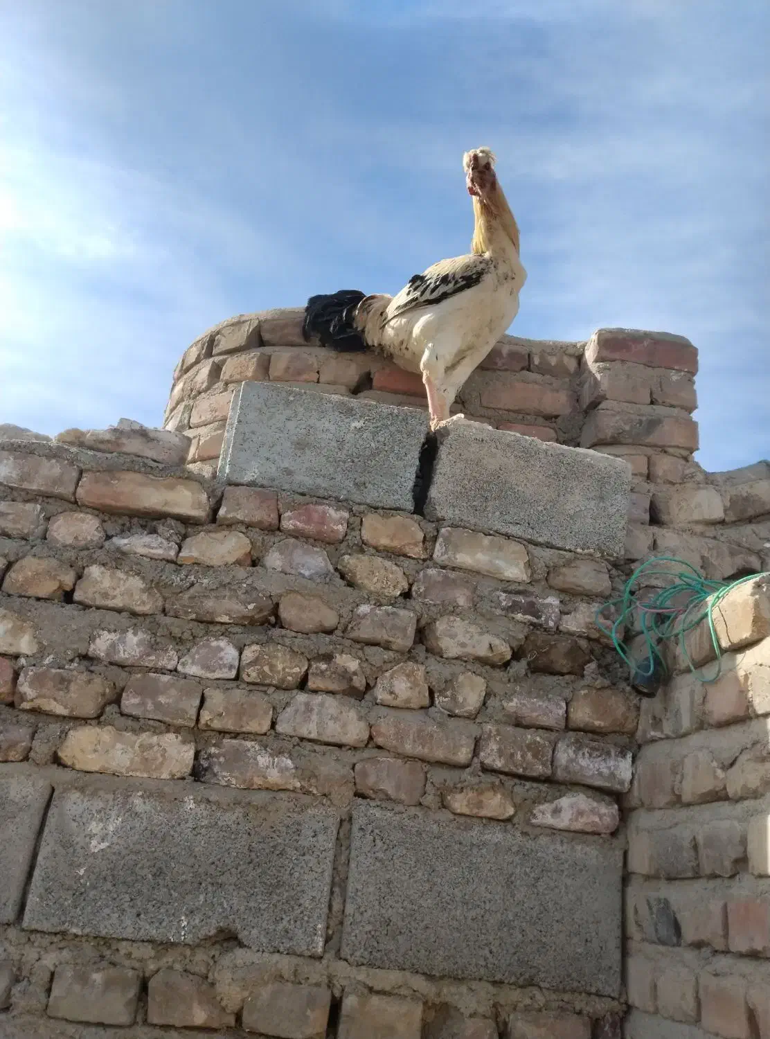 ۳۰۰۰۰۰۰|حیوانات مزرعه|زاهدان, |دیوار