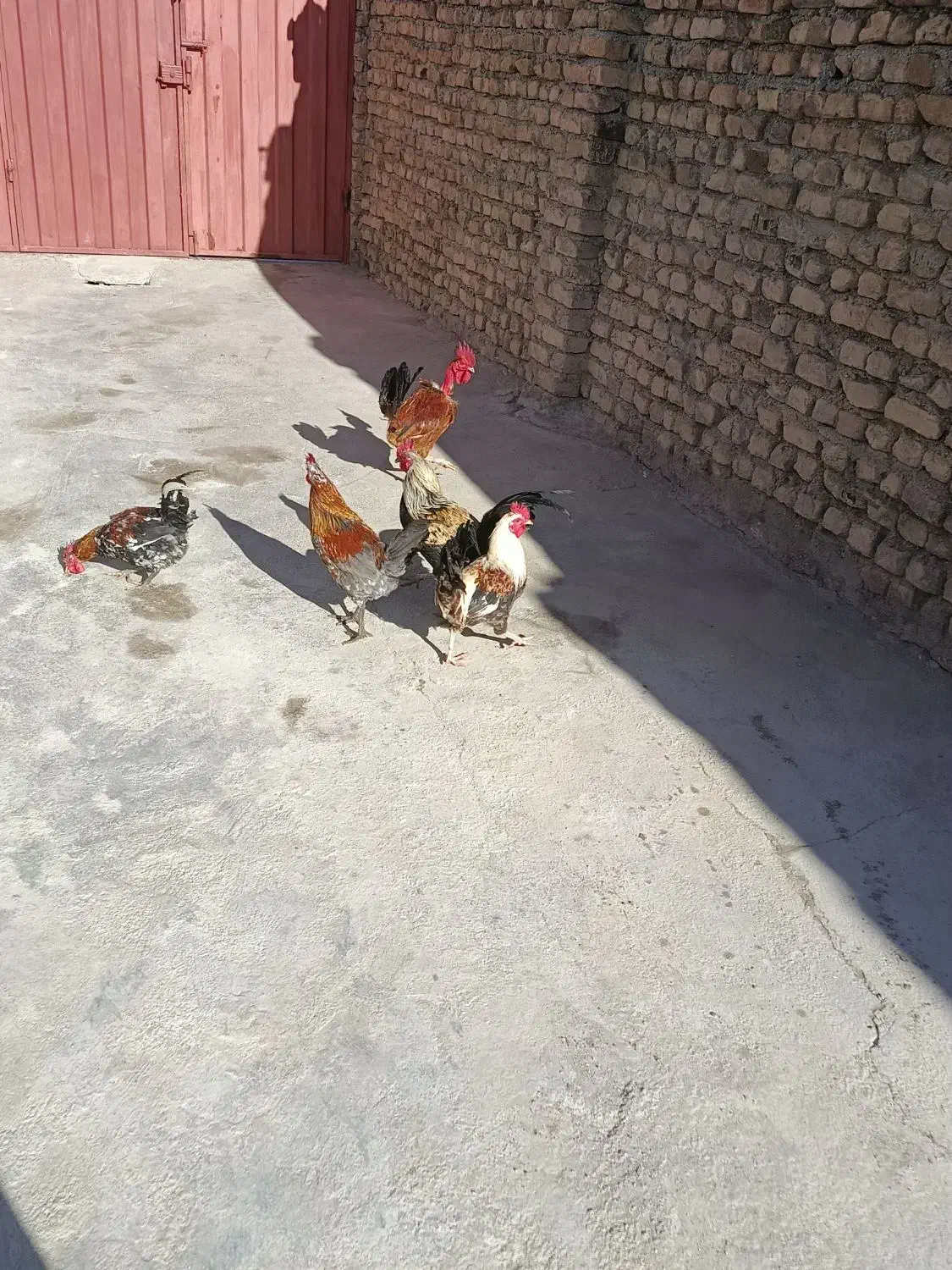 خروس گلین|حیوانات مزرعه|سیلاخور, |دیوار