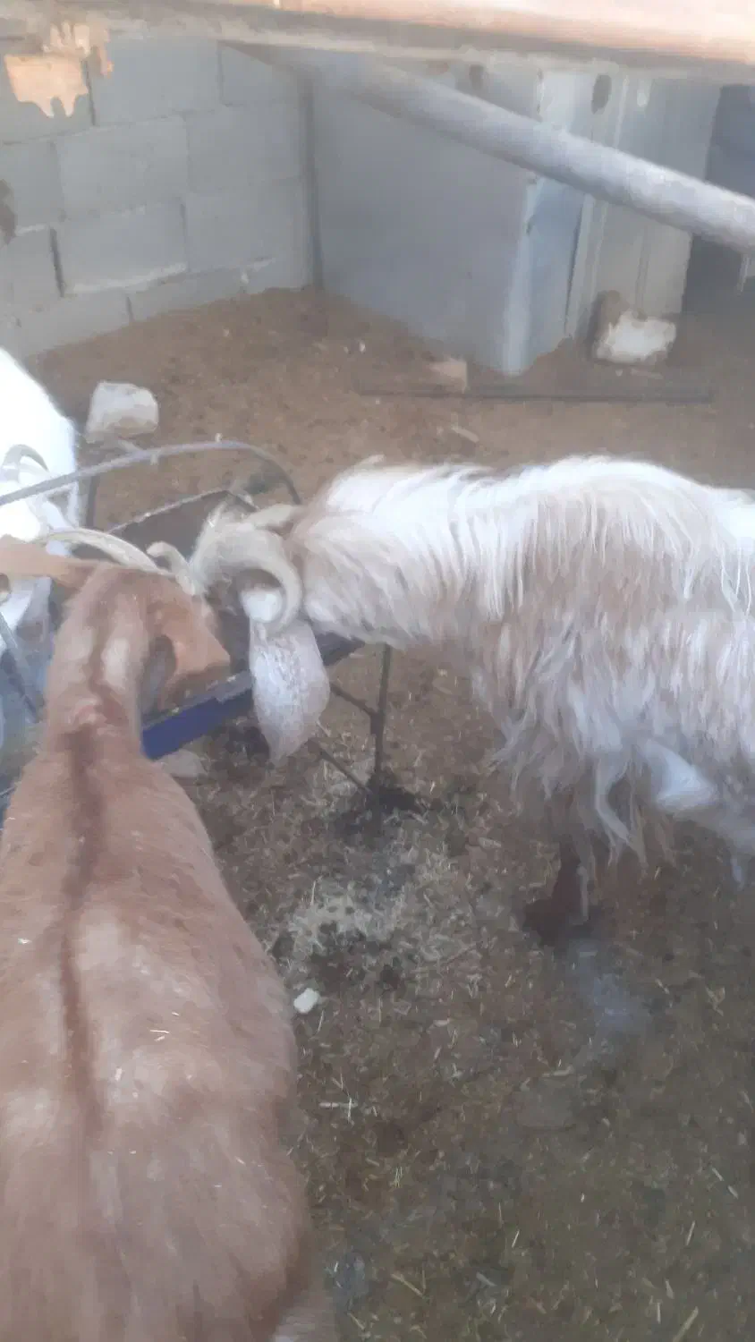 چبش ۱ساله|حیوانات مزرعه|بیرجند, |دیوار