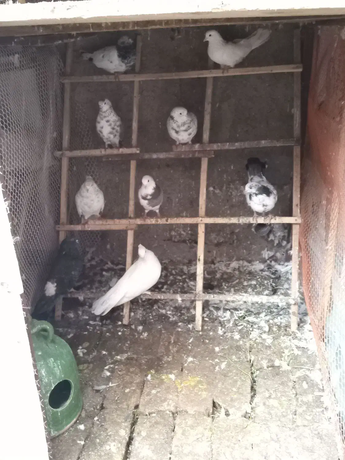 کبوتر|پرنده|لاهیجان, کوی زمانی|دیوار