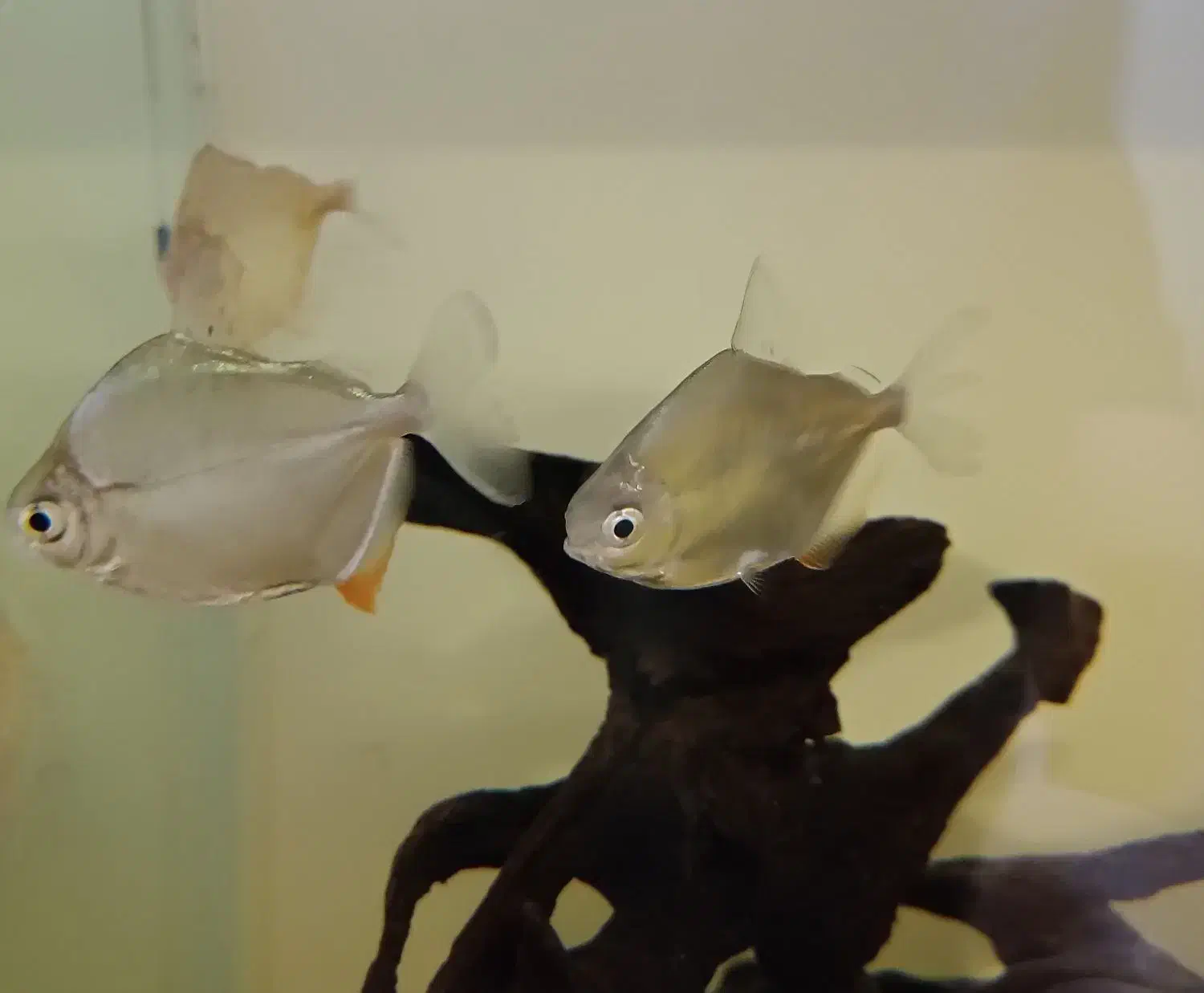 ماهی دالر|ماهی|پاکدشت, پاکدشت (مامازند)|دیوار