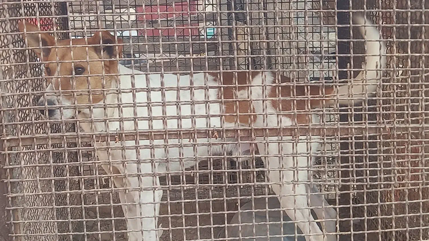 واگذاری سگ|سگ|مرودشت, ده بید|دیوار