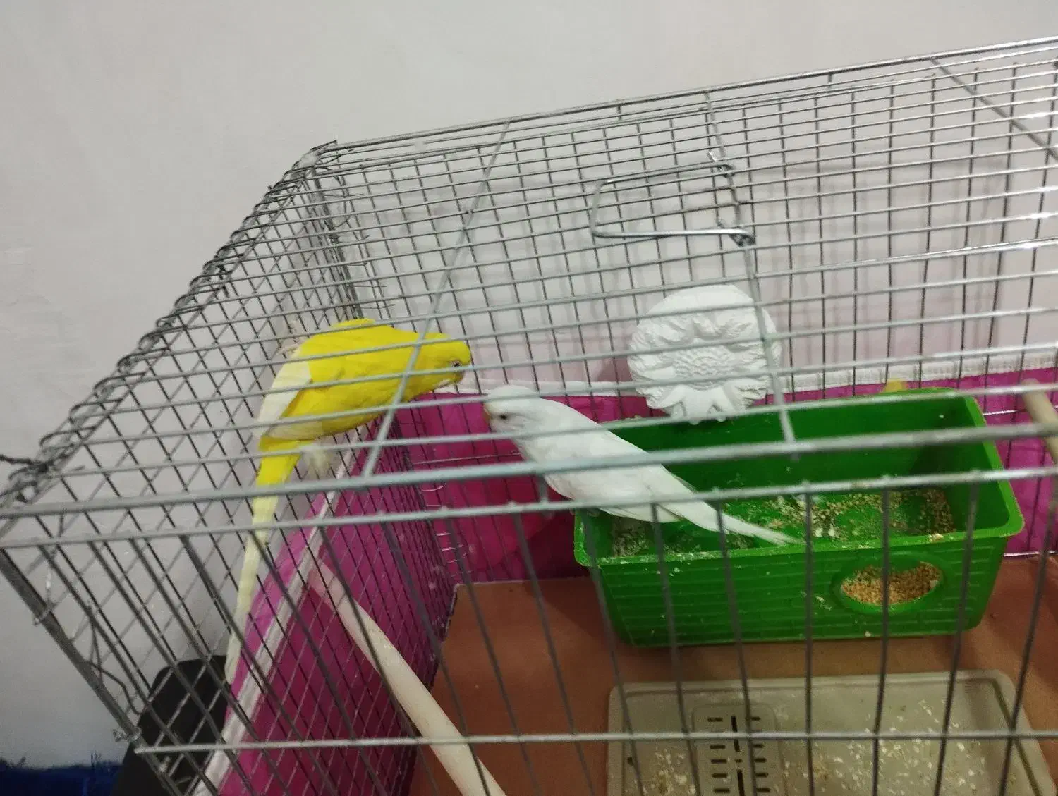 مرغ عشق|پرنده|شوشتر, |دیوار