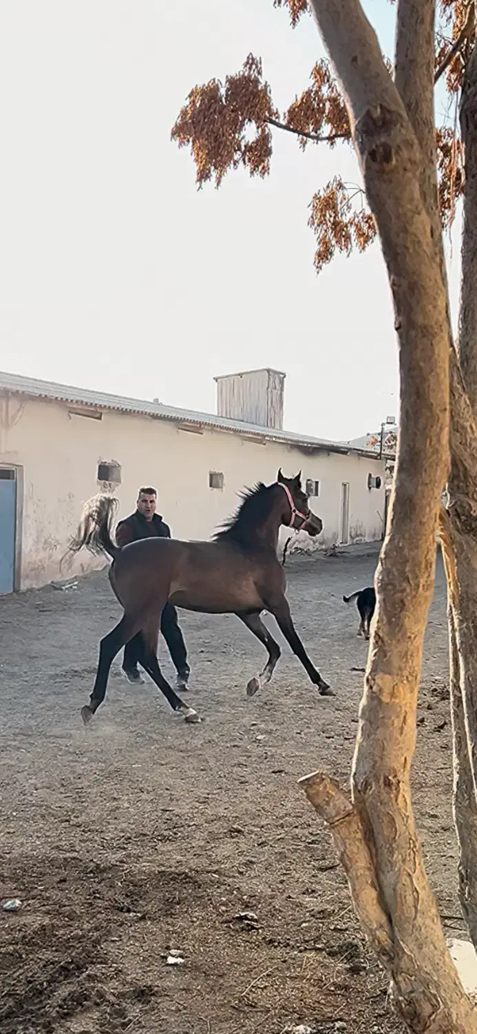 اسب دوسر|اسب و تجهیزات اسبسواری|فردیس, شهرک ارم|دیوار