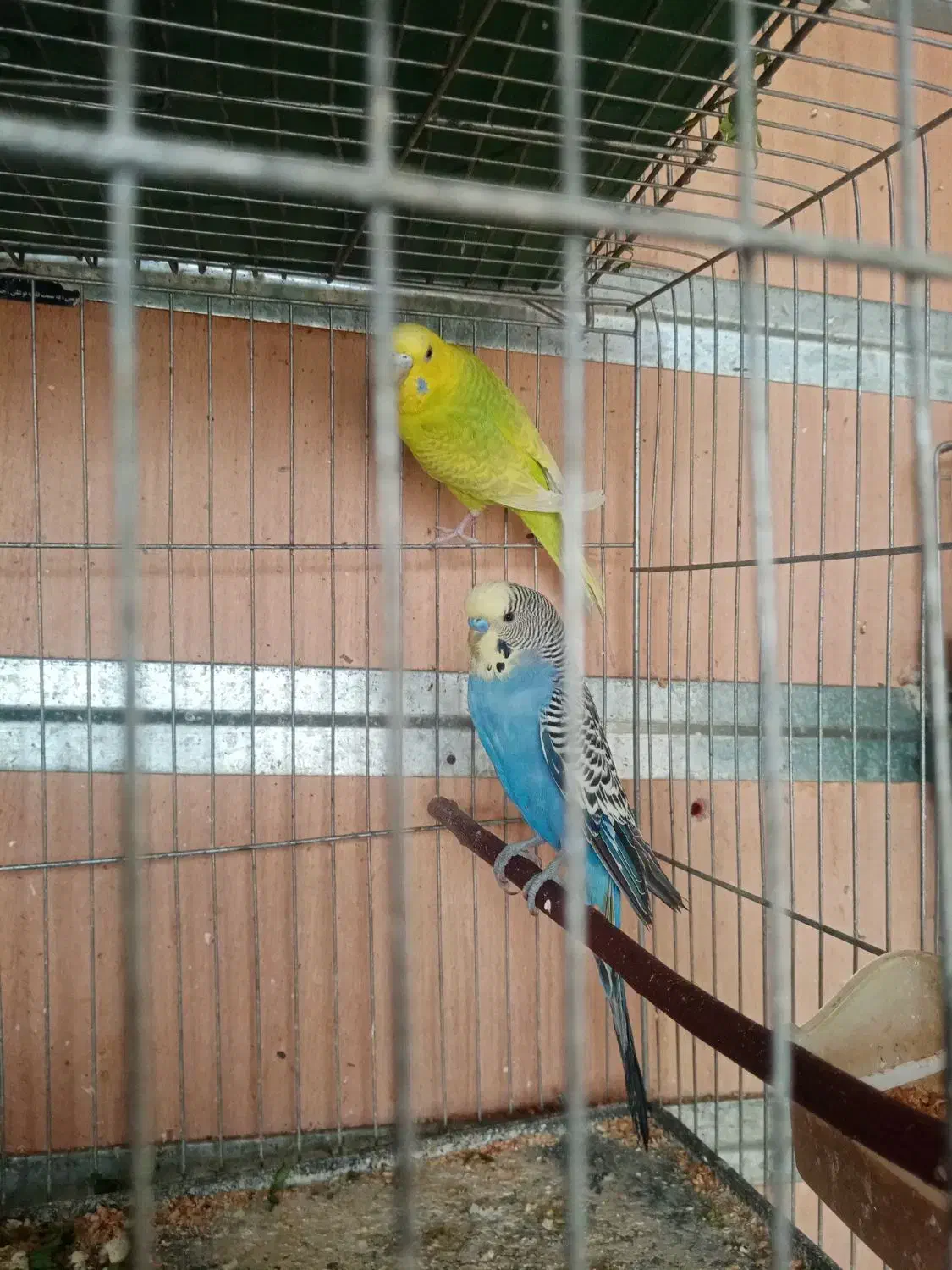 مرغ عشق مولد|پرنده|شهرکرد, |دیوار