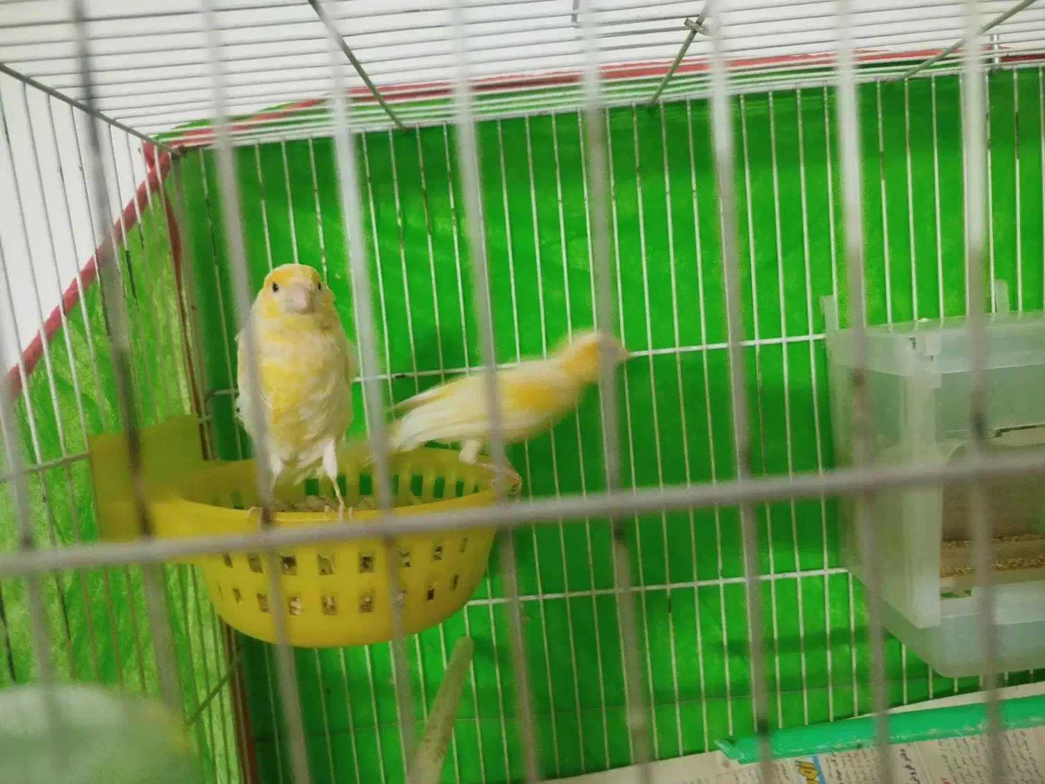 قناری جفت|پرنده|مشهد, شهید قربانی|دیوار