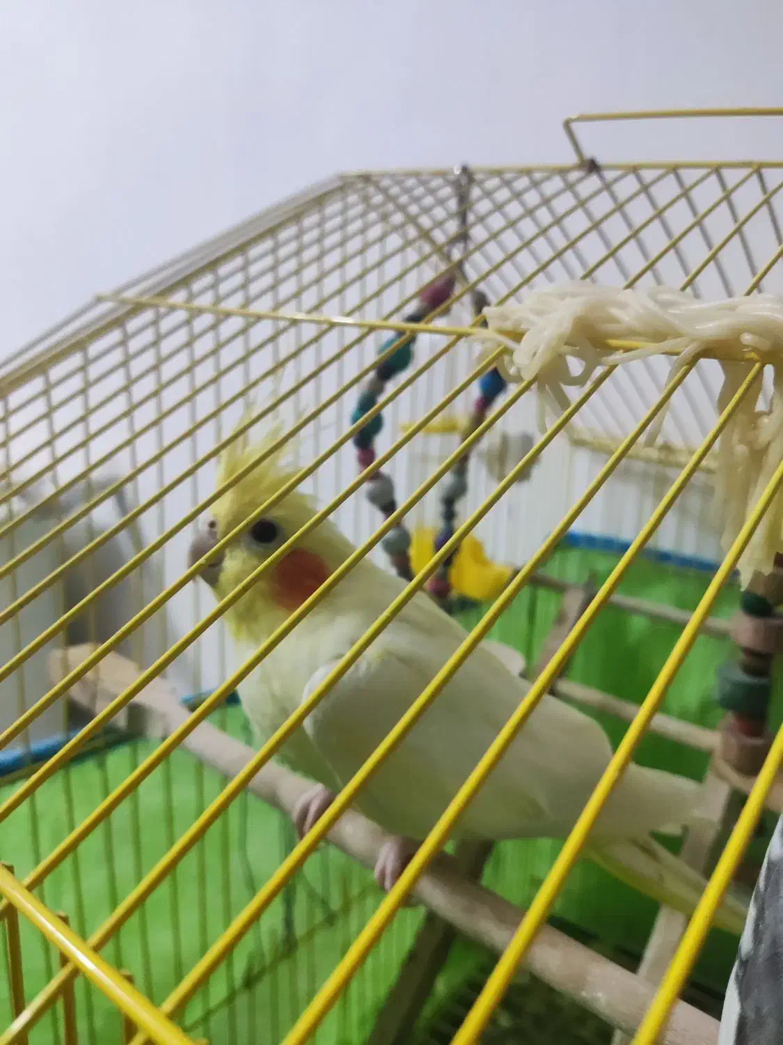 عروس هلندی پخ|پرنده|شفت, |دیوار