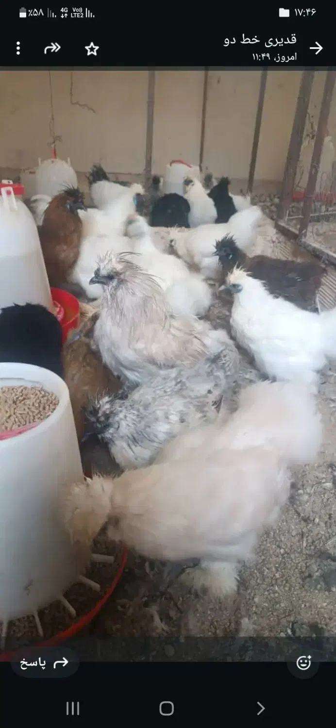 فروش حدود۳۰ عدد مرغ ابریشمی|حیوانات مزرعه|اصفهان, کشاورزی|دیوار