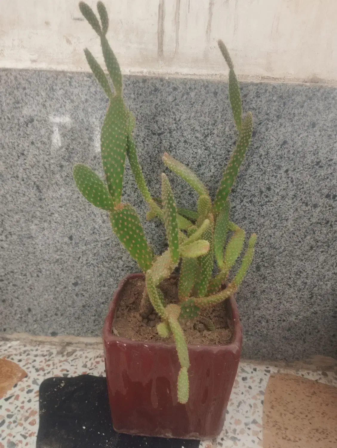 گل طبیعی|گل و گیاه طبیعی|شیراز, گویم|دیوار