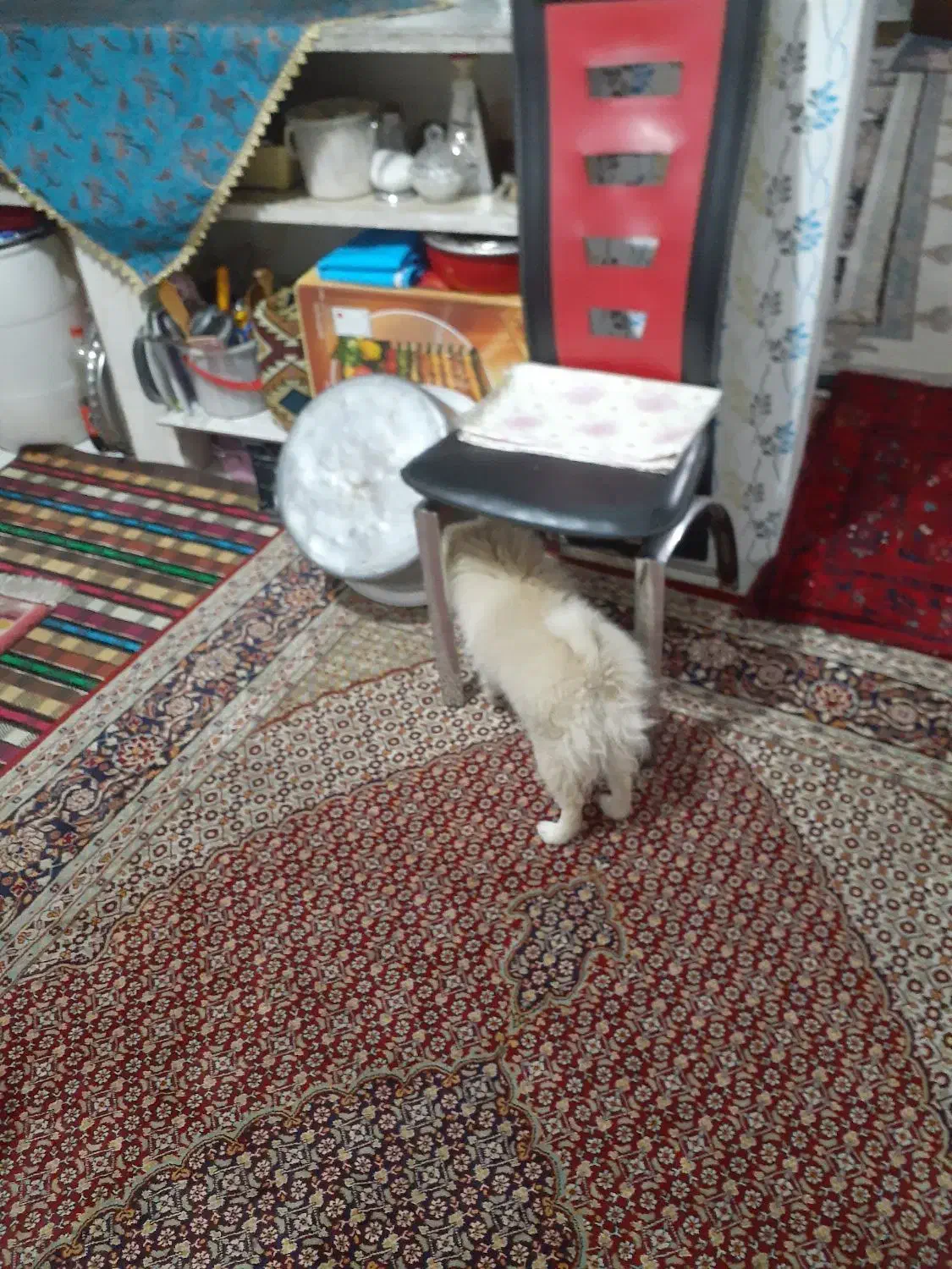 سگ پامرین پشمالو فروش فوری|سگ|زنجان, |دیوار