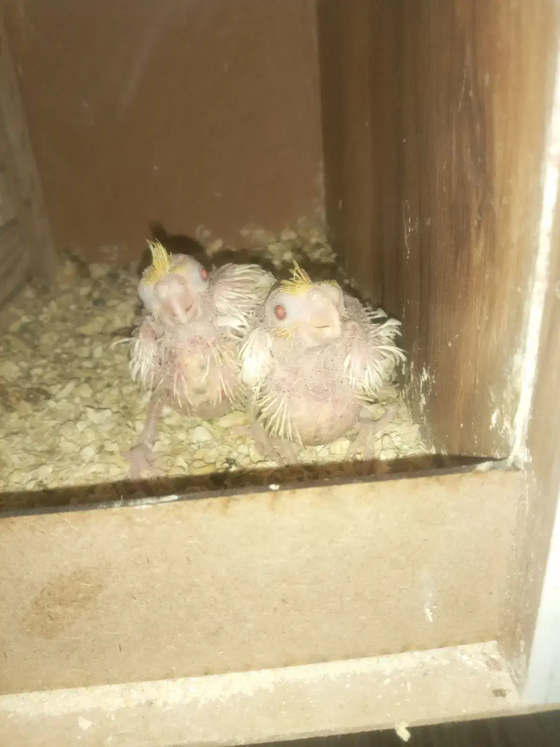 جفت طوطی مولد|پرنده|شوشتر, |دیوار