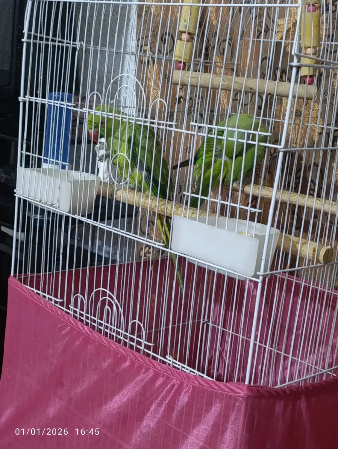 2500000000|پرنده|ایرانشهر, |دیوار