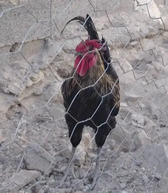 مرغ خروس محلی|حیوانات مزرعه|کوه چنار, |دیوار